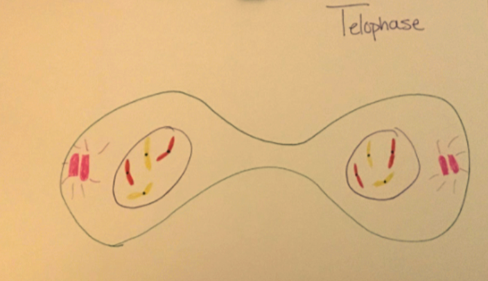 telophase-1